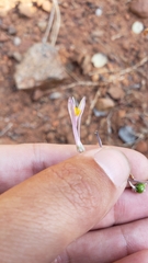 Chlorogalum grandiflorum