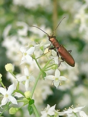 Chrysanthia geniculata