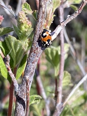 Hippodamia apicalis