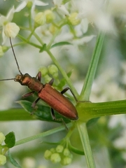 Chrysanthia geniculata