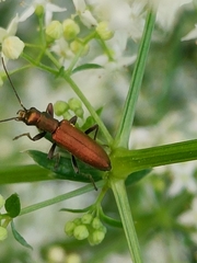 Chrysanthia geniculata