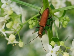Chrysanthia geniculata