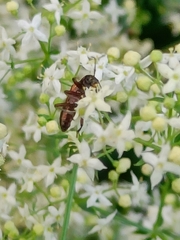Chrysanthia geniculata