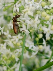Chrysanthia geniculata