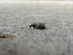 Trichalophus alternatus