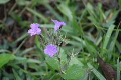 Ruellia occidentalis