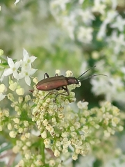 Chrysanthia geniculata
