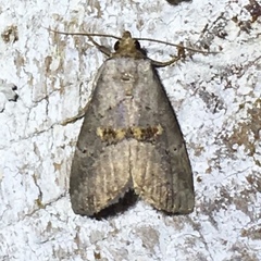 Hyperstrotia flaviguttata