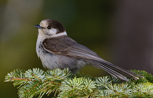 Canada Jay