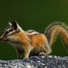 Yellow-pine Chipmunk - Photo (c) Ad Konings, some rights reserved (CC BY-NC), uploaded by Ad Konings
