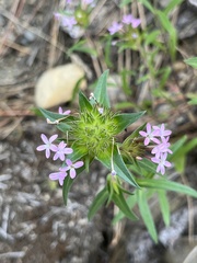 Collomia linearis