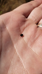 Calystegia stebbinsii