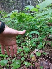 Media resource of Pyrola asarifolia