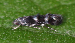 Mompha argentimaculella