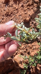 Ceanothus roderickii