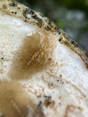 Callioplanidae