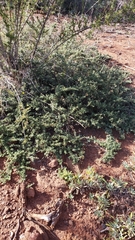 Ceanothus roderickii