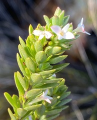 Gnidia spicata