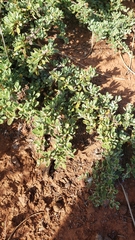 Ceanothus roderickii