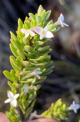 Gnidia spicata