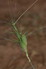 Aegilops neglecta