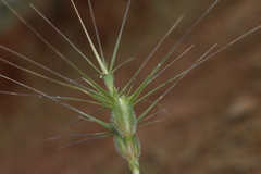 Aegilops neglecta