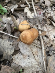 Kuehneromyces marginellus