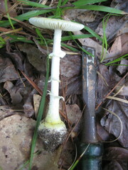Amanita levistriata