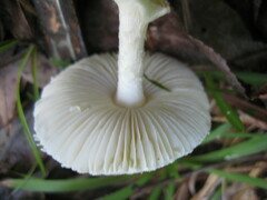 Amanita levistriata