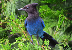 Cyanocitta stelleri