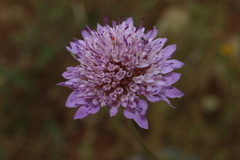 Sixalix atropurpurea subsp. maritima image