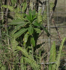 Protorhus longifolia