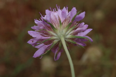 Sixalix atropurpurea subsp. maritima image