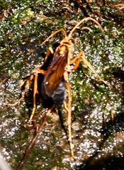 Leptodialepis bipartitus