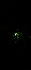 Lampyris noctiluca