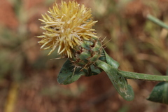 Centaurea sicula