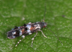 Mompha argentimaculella