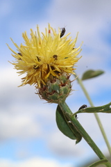 Centaurea sicula
