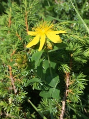 Hypericum richeri