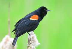 Red-winged Blackbird - Photo (c) Ad Konings, some rights reserved (CC BY-NC), uploaded by Ad Konings