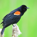 Red-winged Blackbird - Photo (c) Ad Konings, some rights reserved (CC BY-NC), uploaded by Ad Konings