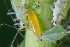 Aphidoletes