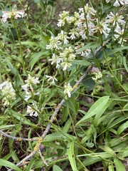 Penstemon confertus