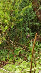 Dactylorhiza foliosa image