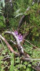 Dactylorhiza foliosa image