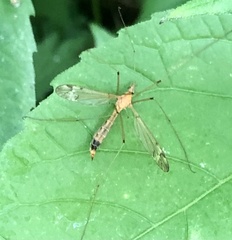Tipula fuliginosa