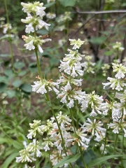 Penstemon confertus