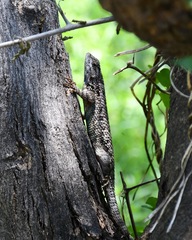 Sceloporus spinosus