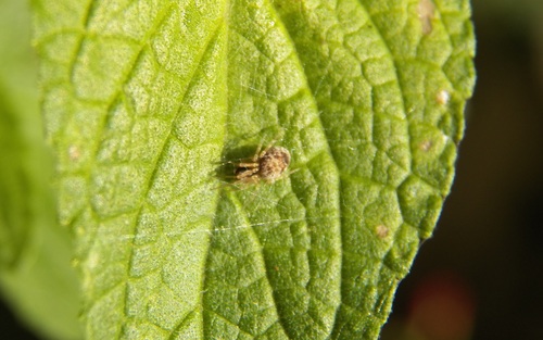 Dictynidae