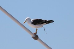 Larus fuscus